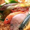 肉鸽鱼吃鱼手机版本官方下载安装-肉鸽鱼吃鱼手机版安卓版下载v.7.21