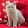(猫灵相册cg)猫灵相册什么时候出的？全新版本发布时间及功能升级详解