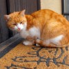 (猫之宿约者怎么样)猫之宿约者多少内存？探寻猫咪的神秘记忆容量