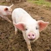 鼠、猴、狗、猪:大三巴免费资料大全使用教程详解跟2025年港澳免费看资料,防范迷惑性推广-强化释义、专家解析解释与落实​