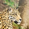 (合成猫的游戏叫什么)合成大猫大全：全球匠心合成游戏，打造你的猫王帝国