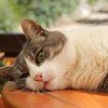 (猫的品种 田园)了解猫的品种和田园生活方式：从田园猫到纯种猫的演变历程