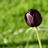 (桂花的诗句大全唯美)细品桂花的诗句之美：从古至今的优雅抒怀与意境探寻