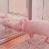 猴、蛇、猪、羊:大三巴一肖一特一中一肖中与澳彩网站www.49159.com查询效能解读、专家解读解释与落实,警惕诱导营销风险