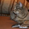 探索猫酱是什么意思? 猫酱代表什么？猫酱有什么特殊含义？了解猫酱的起源和意义
