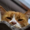 (勇敢猫猫)勇敢猫：无畏探险者与胆怯战胜者，勇气与智慧的结合"。