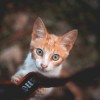(农村养猫攻略)农村美食文化与可爱猫咪的和谐共生：农村养猫视频分享