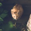 (遇见喵星人百科)遇见喵克斯：近况揭秘，关于这只神秘猫咪的最新动向与趣事