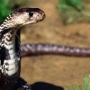 2025最新正版免费资料，狗、蛇、龙、鸡，与正版资料免费的大全短期释义、解释与落实-抵制虚假的表象