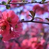 探讨问题：随着手游更新，花开易梦阁是否仍旧受玩家们的欢迎和追捧？