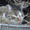 (夏天怎么给猫咪解暑)夏季宠物必备小妙招：如何让你的猫咪轻松解暑，保持凉爽健康