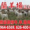 澳门一中一特一期预测：羊、牛、猪、虎，一码一特一期预测准不准,www.77777.32.cσm查询开奖结777732果-创新分析、专家解析解释与落实,防范欺诈营销模式
