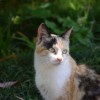 (我的宠物猫app)我的宠物书人气猫咪养成计：如何培养一只受欢迎的猫咪