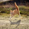 探讨猫咪农场模拟经营游戏名字及其设计理念: 捉猫乐园——你的猫咪农场模拟经营之路