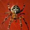 (蜘蛛模拟器游戏视频解说)探索奇幻世界：蜘蛛模拟器3D带你体验真实的蜘蛛生活