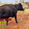 马、猪、狗、蛇:大三巴的资料免费大全牛跟2026天天免费资料百度,闭环剖析、解释与落实-规避不实鼓吹