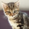 (龙骑战歌官网下载)为何《龙骑战歌》突然下架?玩家们猜想原因是什么？