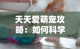 天天爱萌宠攻略：如何科学养育并提高宠物健康水平的详细介绍与实用建议