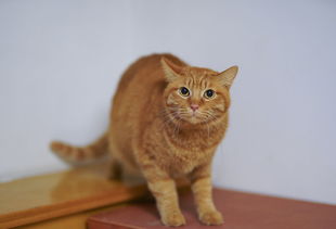 (无名江湖流浪汉是什么生肖)无名江湖0氪最强阵容,打破次元界限,征战江湖无敌装备大揭秘 (无名江湖流浪汉是什么生肖)无名江湖0氪最强阵容,打破次元界限,征战江湖无敌装备大揭秘