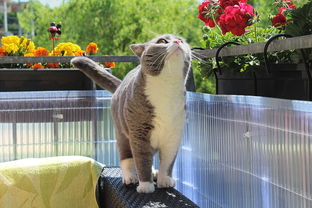 萌弟小筑全部解锁版:史上最可爱的猫咪乐园,全新玩法等你来探索! 萌弟小筑全部解锁版:史上最可爱的猫咪乐园,全新玩法等你来探索!