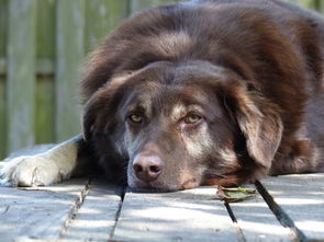 (符石守护者刷符石)符石守护者bug刷金币:最新攻略教程与技巧大揭秘 (符石守护者刷符石)符石守护者bug刷金币:最新攻略教程与技巧大揭秘