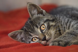 《群雄逐鹿之君临天下手游》:体验策略推演,征战乱世征服天下的战略手游 《群雄逐鹿之君临天下手游》:体验策略推演,征战乱世征服天下的战略手游