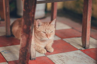 (猫咪公寓二的所有猫咪图鉴)猫咪公寓2突然消失？传言称要跑路？真相揭晓！