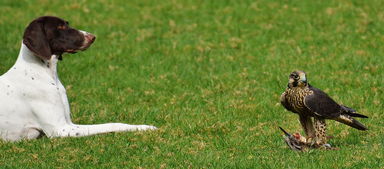 (魔神英雄 国语)魔神英雄第二部国语在线观看：绝世战斗再次掀起波澜