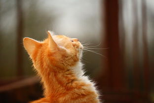 (独奏骑士最新版最强流派)独奏骑士最新版：突破音乐的边界，带来全新体验