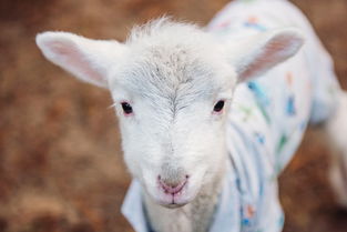 新澳2024四不像118期正版|全面解答解释落实_角色版.3.909 新澳2024四不像118期正版|全面解答解释落实_角色版.3.909