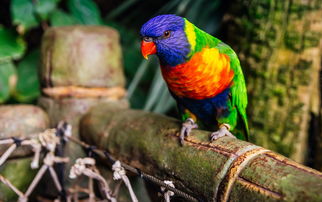 (混沌起源官方正版下载)混沌起源App官方下载最新版,快速获取最新版本体验游戏乐趣 (混沌起源官方正版下载)混沌起源App官方下载最新版,快速获取最新版本体验游戏乐趣