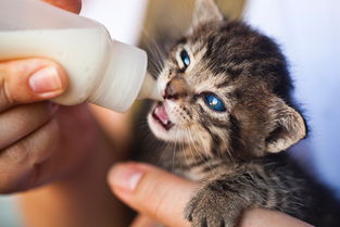 (猫做的汤叫什么)探寻猫咪喜欢的汤的秘密：聪明的猫咪和汤攻略分享