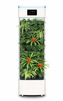 (最佳净化空气吸甲醛植物排名及养护方法有哪些)最佳净化空气吸甲醛植物排名及养护方法