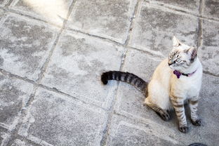 (魔武打法)魔武无双：史诗般的战斗，绝无疑问是顶尖的天赋与技艺的结晶