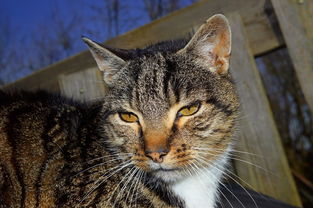 (异世傲天结局解析)新篇章揭秘:异世傲天录第二部究竟叫什么名字? (异世傲天结局解析)新篇章揭秘:异世傲天录第二部究竟叫什么名字?