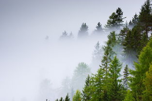 (山有扶苏诗经翻译)山有扶苏全诗讲解：解读中国古代名篇《山居秋暝》的深刻内涵