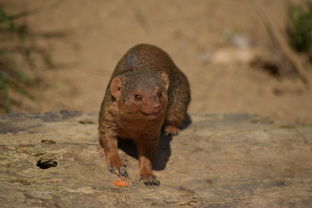 (守文明初心,践文明使命)文明守护战线:筑牢社会诚信防线,共谱和谐文明新篇章 (守文明初心,践文明使命)文明守护战线:筑牢社会诚信防线,共谱和谐文明新篇章