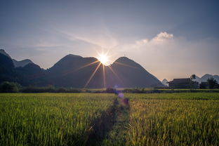 (农村耕地种树怎么处理)老农耕地种树如何恢复出厂设置？详细步骤图解析