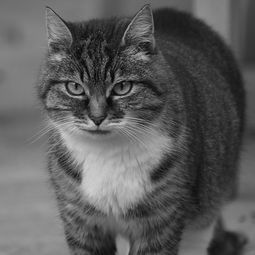 (泰迪熊医院活动)泰迪熊宠物医院：呵护您心爱的小家伙