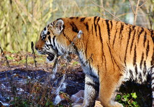 (狼人代码)探寻代号X狼人游戏官网入口，玩转狼人杀的精彩世界