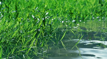 天中三分田：探索传统耕作智慧与现代农业科技的完美融合