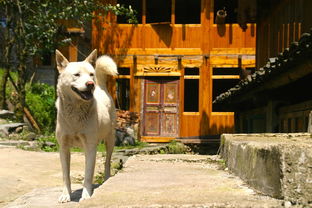 (中华田园猫值钱吗?)中华田园猫：价格如何？