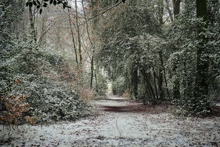 神秘自然之力:探究悠久之树元素之心的奥秘及其在生态环保中的关键作用 神秘自然之力:探究悠久之树元素之心的奥秘及其在生态环保中的关键作用