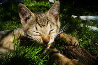 邂逅喵星人,解锁猫科饮食秘密:《遇见你的猫烹饪菜谱》带你深度解析猫咪营养配饭法 邂逅喵星人,解锁猫科饮食秘密:《遇见你的猫烹饪菜谱》带你深度解析猫咪营养配饭法