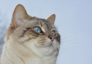 (猫咪小院攻略)打造猫咪小院乐园：探秘猫咪小院游戏的乐趣与挑战