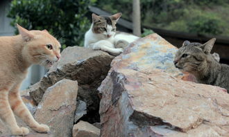 (猫咪斗恶龙3代)探秘猫咪斗恶龙3:异世界冒险之旅,勇者猫咪与凶恶龙的对决! (猫咪斗恶龙3代)探秘猫咪斗恶龙3:异世界冒险之旅,勇者猫咪与凶恶龙的对决!