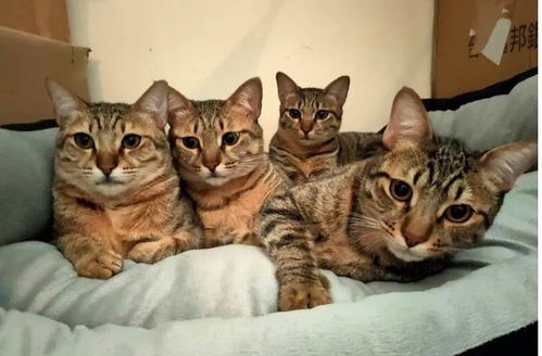 猫咪大作战监控人模组汉化版下载安装-猫咪大作战监控人模组无限金币内购版下载v.4.43 猫咪大作战监控人模组汉化版下载安装-猫咪大作战监控人模组无限金币内购版下载v.4.43