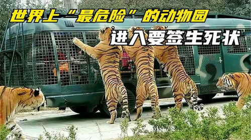 疯狂动物园修改版动物不暴怒下载最新版-疯狂动物园修改版动物不暴怒手游下载v.4.21