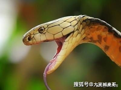 蛇蛇饱饱无限金币内购版下载-蛇蛇饱饱免广告下载v.3.29