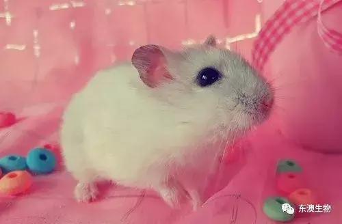 布偶科学实验0.1折下载-布偶科学实验手机版游戏下载v.8.91 布偶科学实验0.1折下载-布偶科学实验手机版游戏下载v.8.91